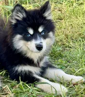 Kash, a female Pomsky for sale in Portland, IN – 7 of 8