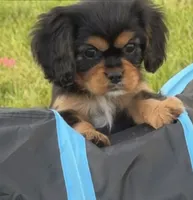 Coco , a female Cavalier King Charles Spaniel for sale in Portland, IN – 4 of 9