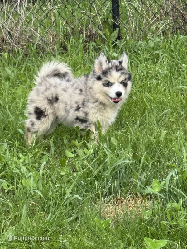 Kali – Pomsky puppy for sale in Portland, IN