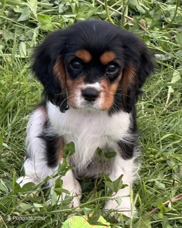 AKC-Lenny – Cavalier King Charles Spaniel puppy for sale in Portland, IN