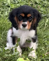 AKC-Lenny, a male Cavalier King Charles Spaniel for sale in Portland, IN – 1 of 9