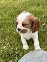 Charlie, a male Cavalier King Charles Spaniel for sale in Portland, IN – 3 of 9