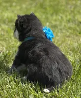 Ace, a male Pomsky for sale in Portland, IN – 6 of 10