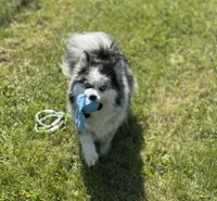 Kali, a female Pomsky for sale in Portland, IN – 10 of 10