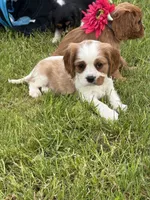 Charlie, a male Cavalier King Charles Spaniel for sale in Portland, IN – 4 of 9