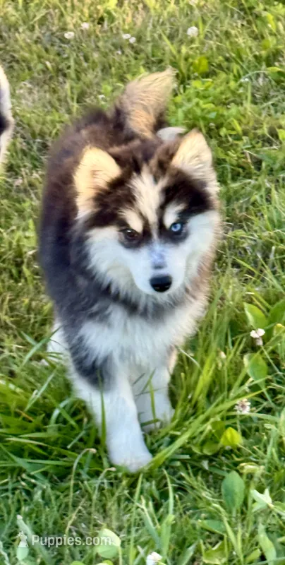 Ace-Woolly – Pomsky puppy for sale in Portland, IN