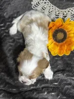 Dixie, a female Cavalier King Charles Spaniel for sale in Portland, IN – 2 of 10