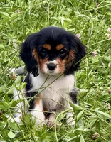 AKC-Lenny, a male Cavalier King Charles Spaniel for sale in Portland, IN – 2 of 9