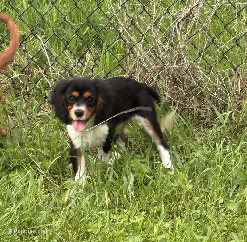 AKC-Lenny – Cavalier King Charles Spaniel puppy for sale in Portland, IN