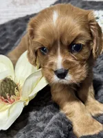 Layla , a female Cavalier King Charles Spaniel for sale in Portland, IN – 6 of 10