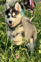 Roscoe, a male Pomsky for sale in Portland, IN – 5 of 9