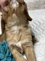 Dodge, a male Cavalier King Charles Spaniel for sale in Portland, IN – 7 of 10