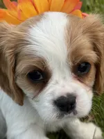 Dixie, a female Cavalier King Charles Spaniel for sale in Portland, IN – 3 of 10