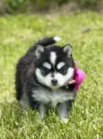 Kia, a female Pomsky for sale in Portland, IN – 4 of 8