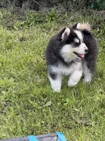 Ace, a male Pomsky for sale in Portland, IN – 5 of 9