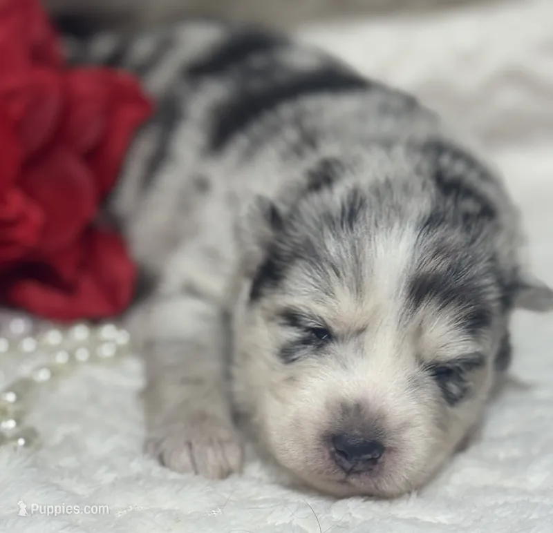 Kami – Pomsky puppy for sale in Portland, IN
