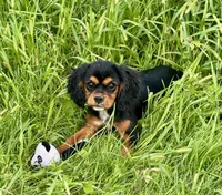 AKC-Coco , a female Cavalier King Charles Spaniel for sale in Portland, IN – 5 of 9