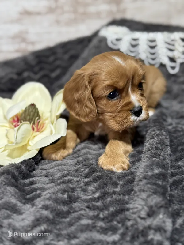 Layla  – Cavalier King Charles Spaniel puppy for sale in Portland, IN