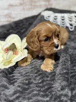 Layla , a female Cavalier King Charles Spaniel for sale in Portland, IN – 1 of 10