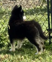 Kash, a female Pomsky for sale in Portland, IN – 3 of 8