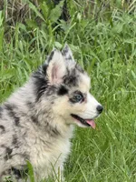 Kali, a female Pomsky for sale in Portland, IN – 7 of 10