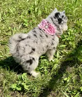 Kali, a female Pomsky for sale in Portland, IN – 6 of 10