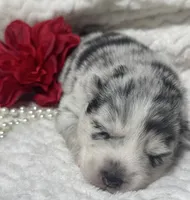 Kami, a female Pomsky for sale in Portland, IN – 7 of 10