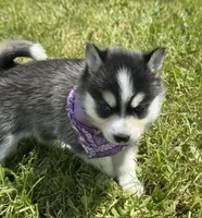 Hattie, a female Pomsky for sale in Portland, IN – 8 of 10