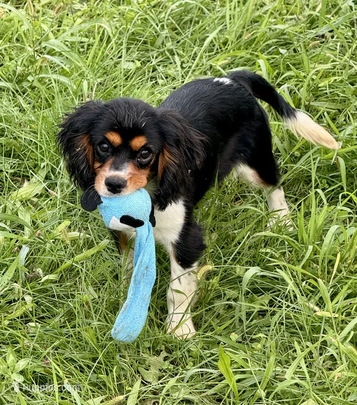 AKC-Lenny – Cavalier King Charles Spaniel puppy for sale in Portland, IN