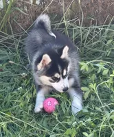Roscoe, a male Pomsky for sale in Portland, IN – 2 of 9