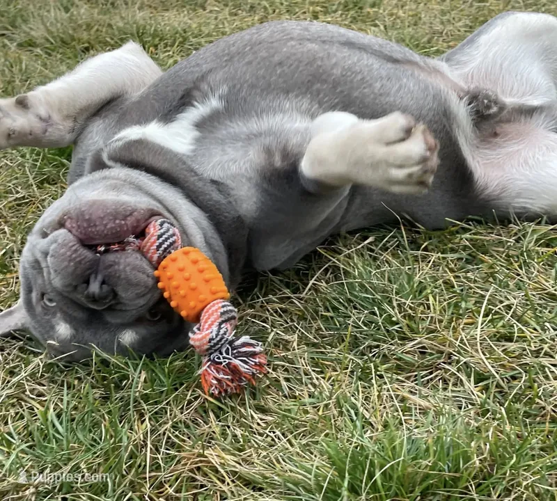 Boone – French Bulldog puppy for sale in Portland, IN