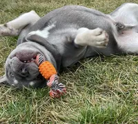 Boone, a male French Bulldog for sale in Portland, IN – 3 of 6