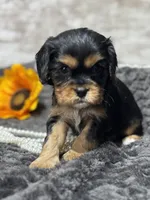 Coco , a female Cavalier King Charles Spaniel for sale in Portland, IN – 3 of 10