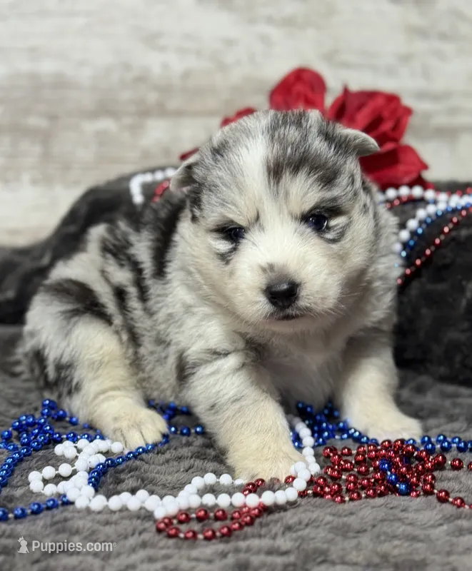 Kami – Pomsky puppy for sale in Portland, IN