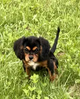 AKC-Coco , a female Cavalier King Charles Spaniel for sale in Portland, IN – 8 of 9