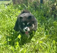 Kash, a female Pomsky for sale in Portland, IN – 4 of 10