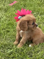 Layla , a female Cavalier King Charles Spaniel for sale in Portland, IN – 3 of 8