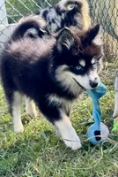 Kash, a female Pomsky for sale in Portland, IN – 5 of 8