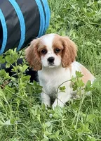 AKC-Dixie, a female Cavalier King Charles Spaniel for sale in Portland, IN – 3 of 8