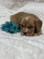 Dodge, a male Cavalier King Charles Spaniel for sale in Portland, IN – 4 of 10