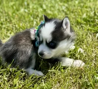 Joker, a male Pomsky for sale in Portland, IN – 4 of 10