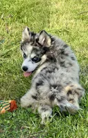 Kali, a female Pomsky for sale in Portland, IN – 4 of 10