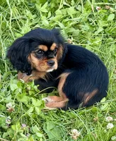 AKC-Coco , a female Cavalier King Charles Spaniel for sale in Portland, IN – 1 of 8