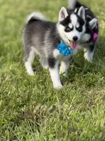 Joker, a male Pomsky for sale in Portland, IN – 2 of 6