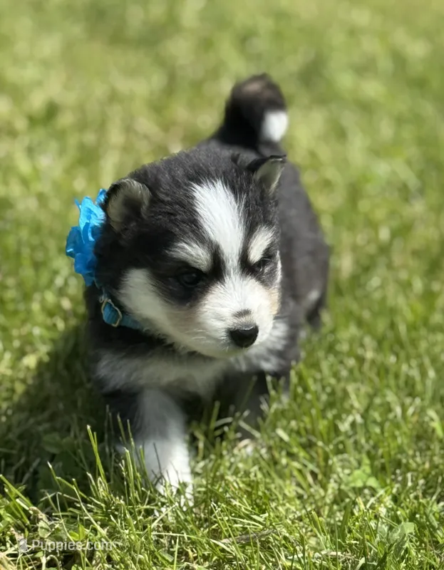 Ace – Pomsky puppy for sale in Portland, IN