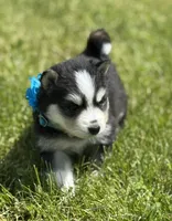 Ace, a male Pomsky for sale in Portland, IN – 1 of 10