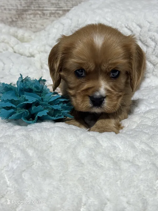 Dodge – Cavalier King Charles Spaniel puppy for sale in Portland, IN