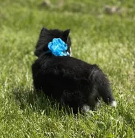 Ace, a male Pomsky for sale in Portland, IN – 2 of 10