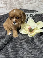 Layla , a female Cavalier King Charles Spaniel for sale in Portland, IN – 5 of 10