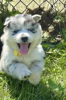 Kami, a female Pomsky for sale in Portland, IN – 2 of 9